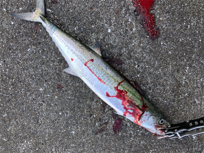 流行のアレ 連チャン出撃編