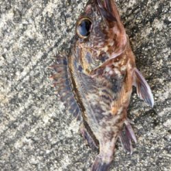 エビ撒きで底狙い