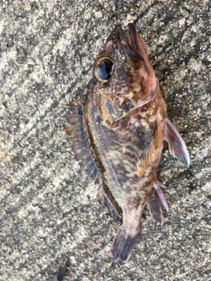 エビ撒きで底狙い