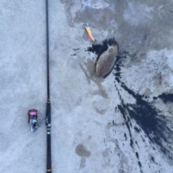 モソモソっとコウイカ！