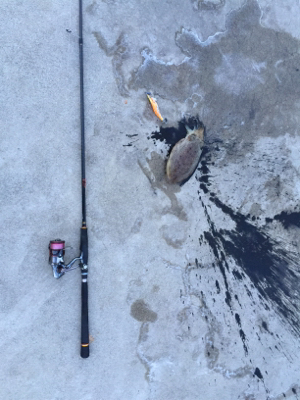 モソモソっとコウイカ！