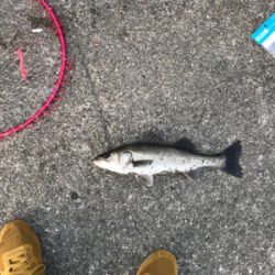 令和初のシーバス!