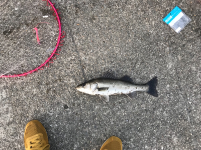 令和初のシーバス!