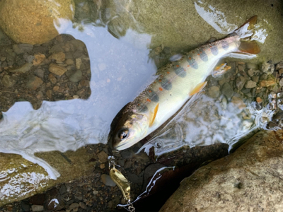 ルアーでアマゴ釣れた