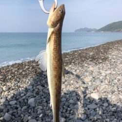 サーフでエソゲット！…青物はお留守