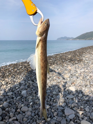 サーフでエソゲット！…青物はお留守