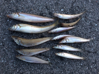 令和初フィッシュ