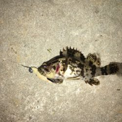 マイクロテンヤとサビキ釣り