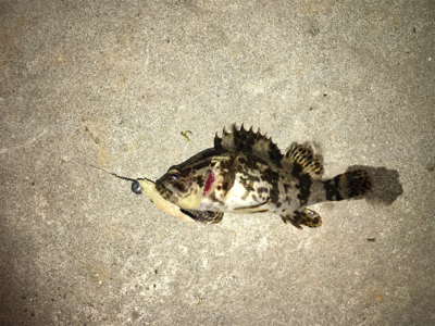 マイクロテンヤとサビキ釣り