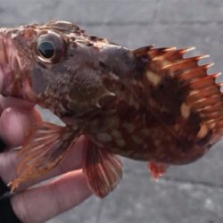 大潮激流メバリング