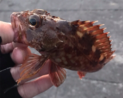 大潮激流メバリング
