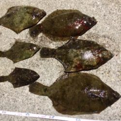 カレイの活性上がった?