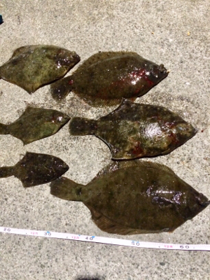 カレイの活性上がった？