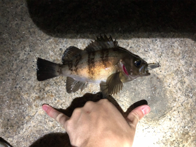 プラッキングで初メバル