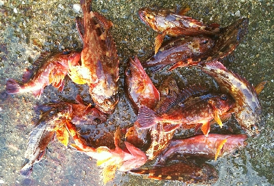 ひたすらカサゴ釣り