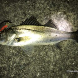 ナイトシーバス