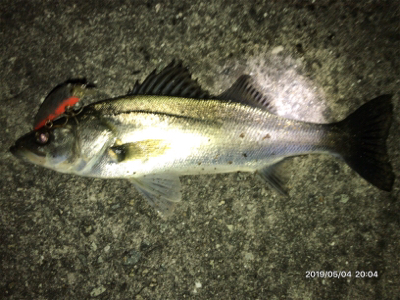 ナイトシーバス