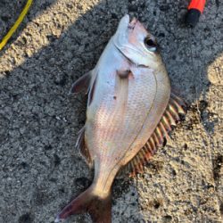 エサとワームで釣れるのは