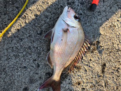 エサとワームで釣れるのは