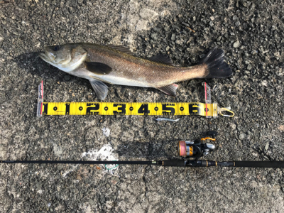 令和初フィッシュ