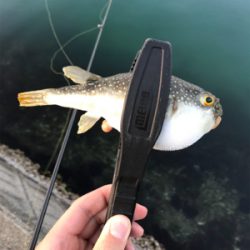 アジを求めて⑨