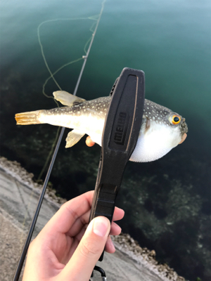 アジを求めて⑨