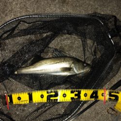 GW最終 朝マズメはマルチで締めくくり