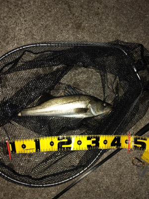 GW最終 朝マズメはマルチで締めくくり