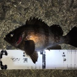 強風の中、渋いメバリング