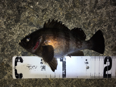 強風の中、渋いメバリング