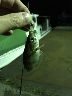 激シブメバリング