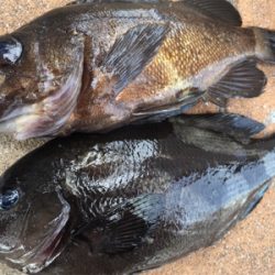 ガシリング 釣行