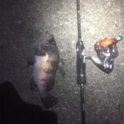 GWプラッキングメバル