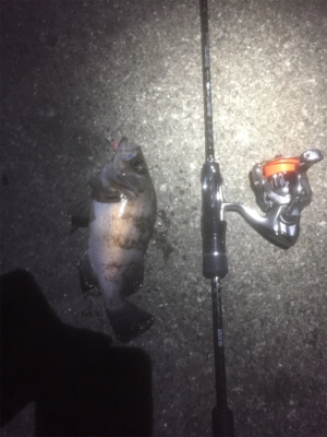 GWプラッキングメバル