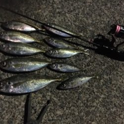 尺アジ来てます