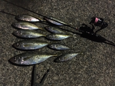 尺アジ来てます