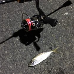 ナイトアジング