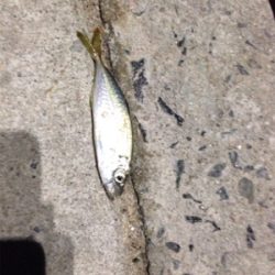 久しぶりのアジゲット