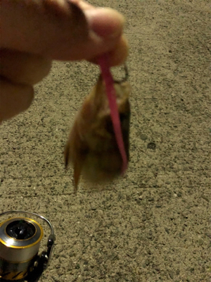 サイズがあきまへん