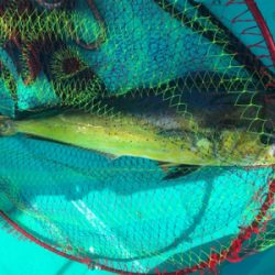 ライトボートゲーム