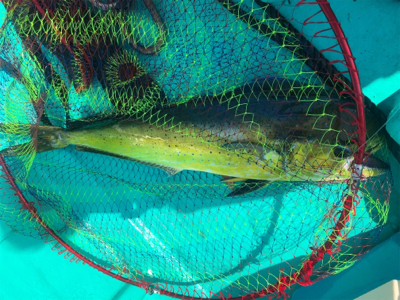 ライトボートゲーム