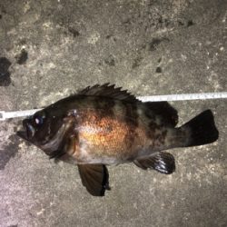 爆風メバリング