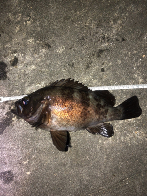 爆風メバリング