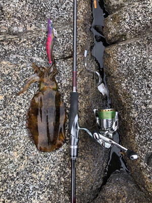 サイズアップのはずが、秋イカ？