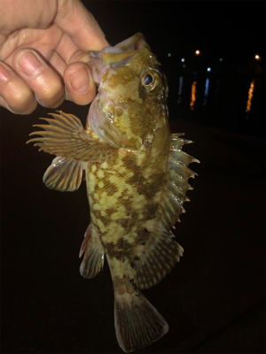 カサゴ？メバル？