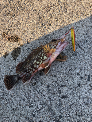 ウルトラライトショアジギング