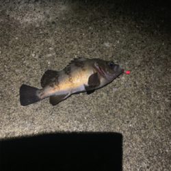 三崎 メバリング