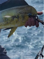 季節先取りフィッシュ