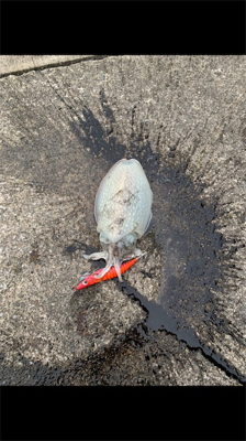 GW最終の五目ランガン