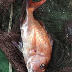 知り合いの船で明石タイ狙い